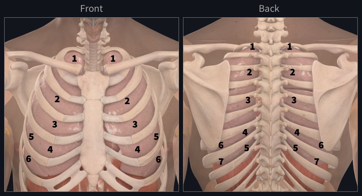 Pontos De Ausculta Pulmonar - BRAINCP