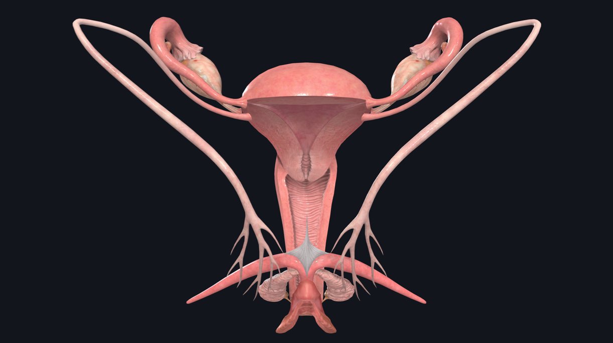 Female reproductive organs