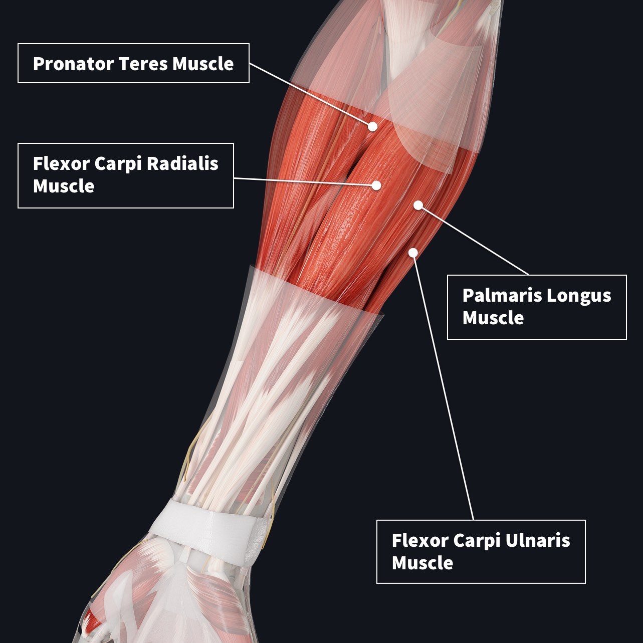 forearm