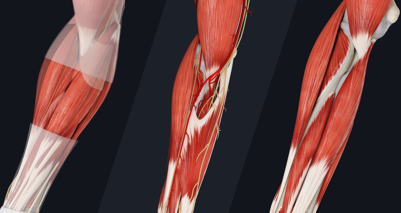 Muscle Compartments Of The Forearm Complete Anatomy