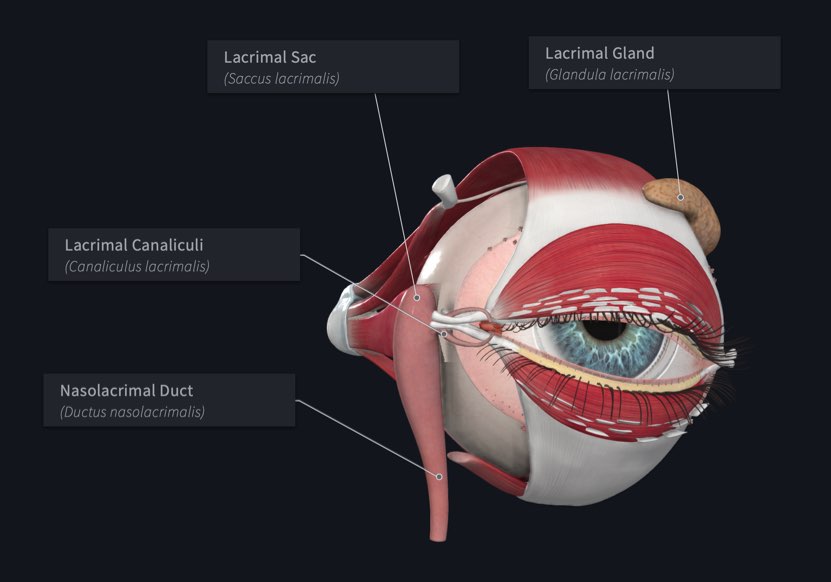 see-the-future-with-our-most-advanced-eye-model-yet-complete-anatomy