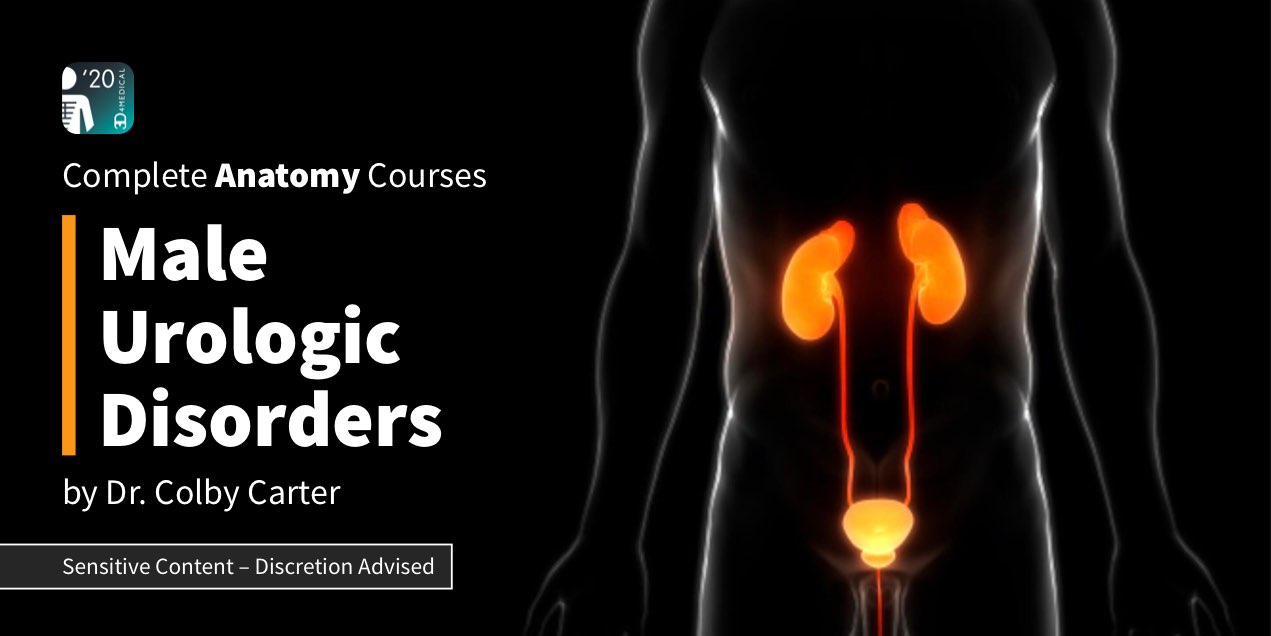 New Male Urologic Disorders Complete Anatomy