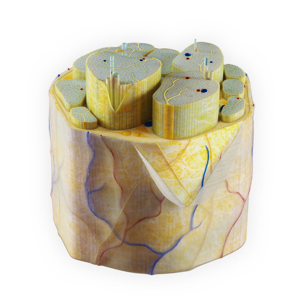 Peripheral Nerve