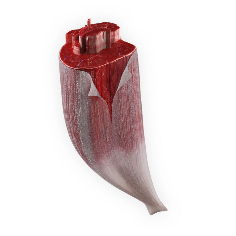 Skeletal Striated Muscle