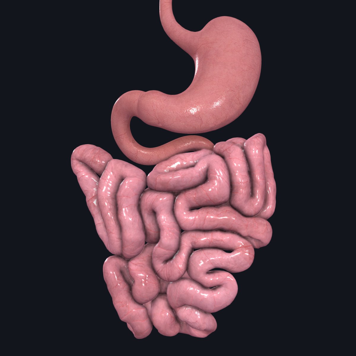 Small intestine