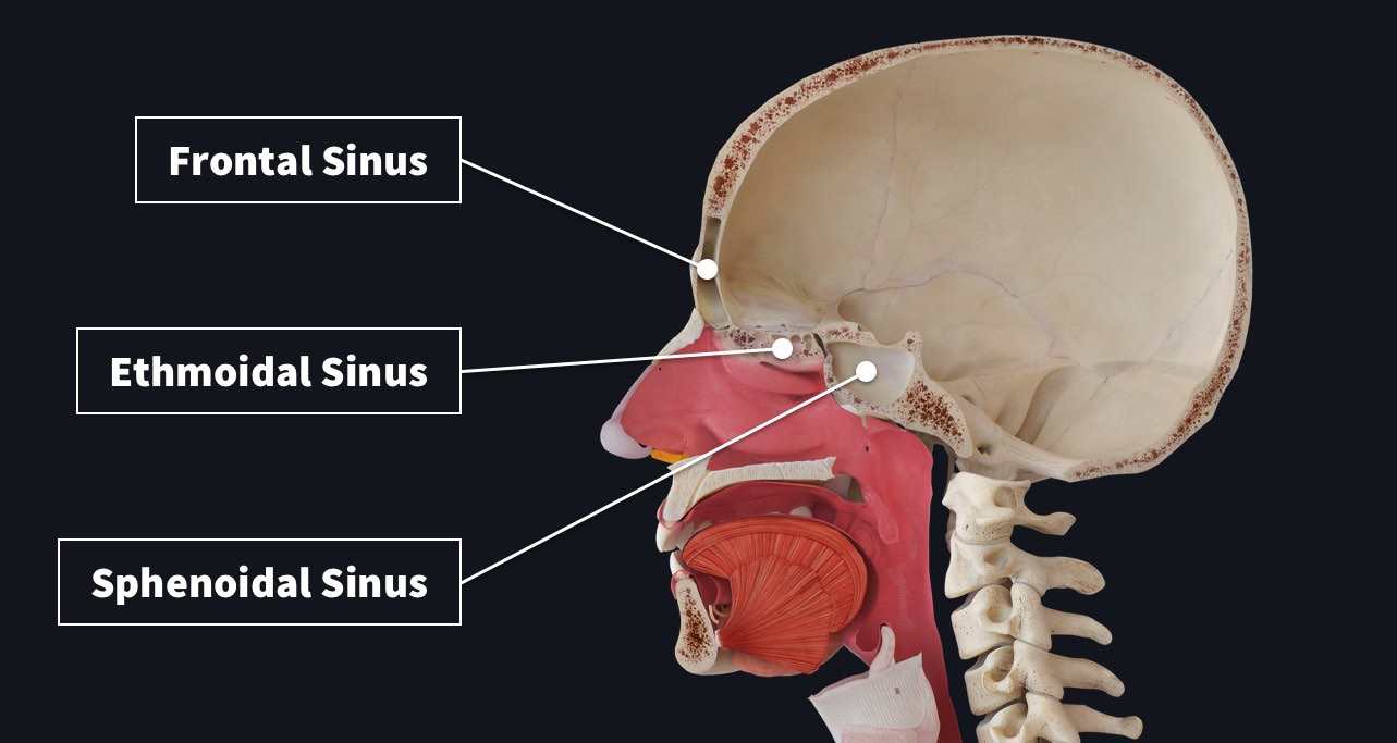 Paranasal Sinuses Complete Anatomy