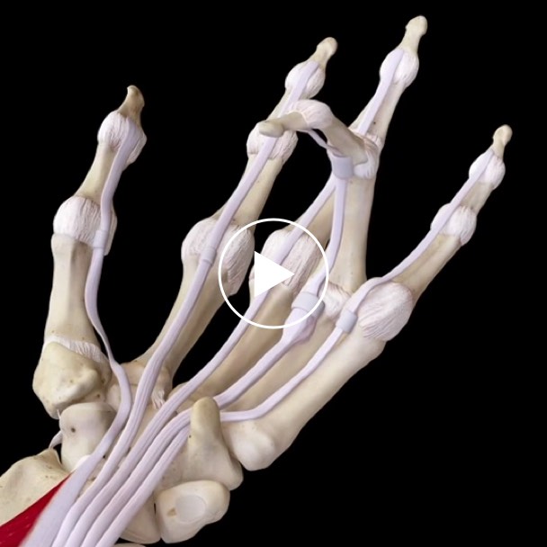 3d4medical complete anatomy
