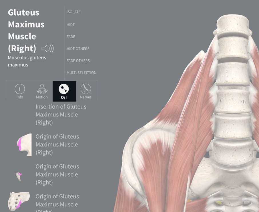 Muscle Origin & Insertion | Complete Anatomy