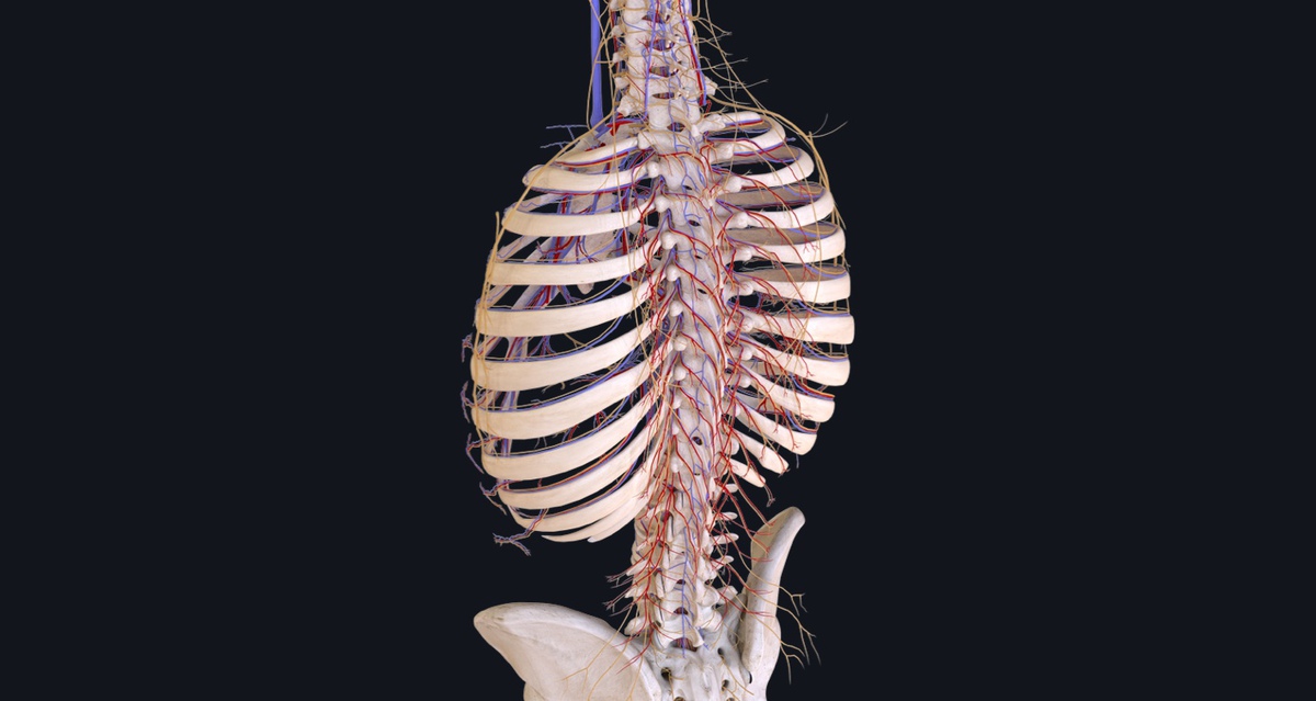 📢 🥁 Introducing the new spine model available NOW in Complete Anatomy🥁 📢