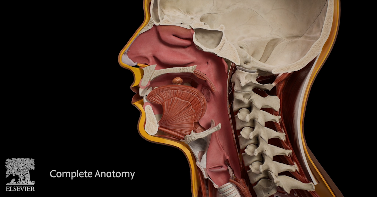 Image showing a cross-section of the head. A bolus sits in the mouth in preparation for swallowing.