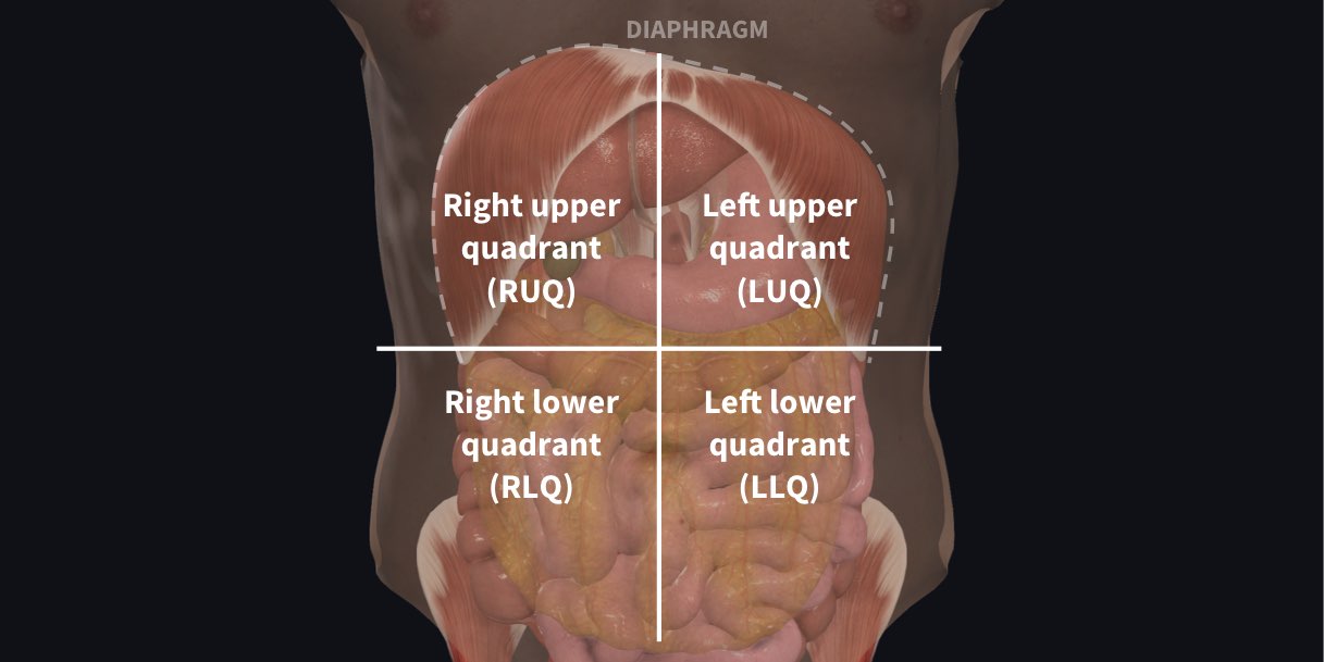 Abdomen divided into right upper quadrant, left upper quadrant, right lower quadrant and left lower quadrant