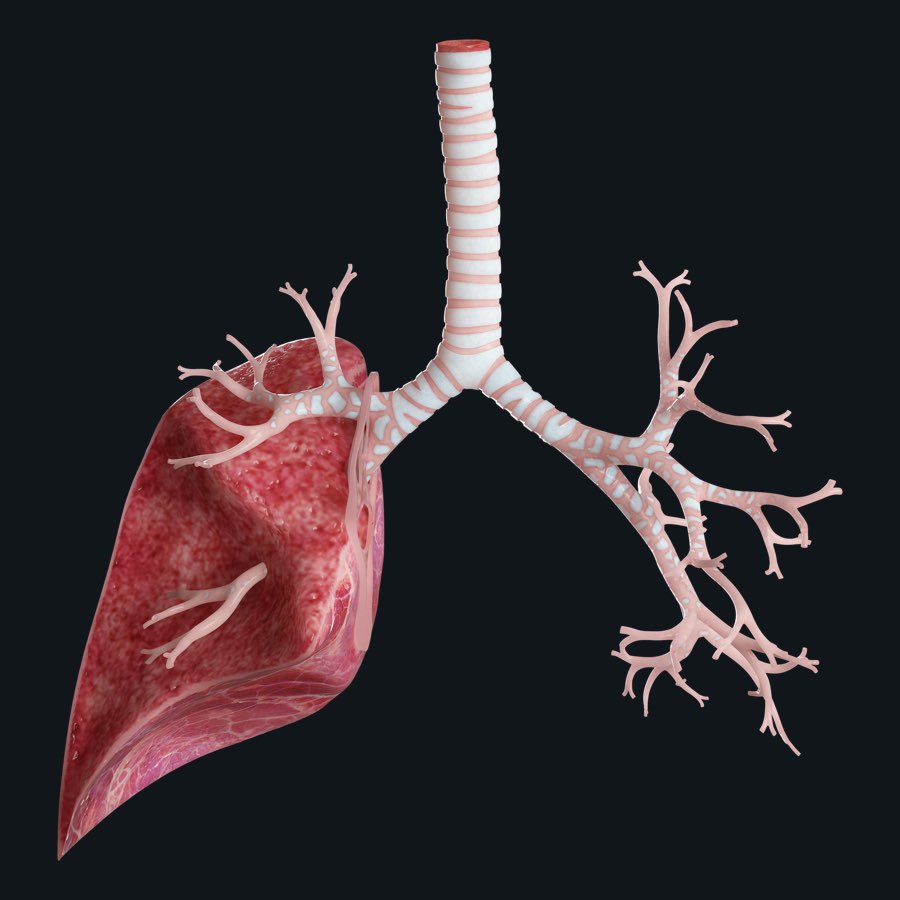 Breathing and Gas Exchange | Anatomy Snippets