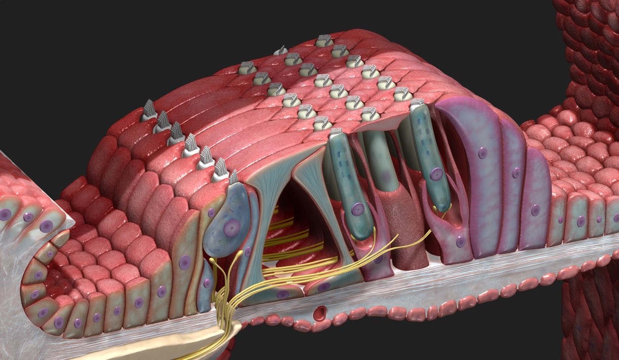 Sneak peek of the NEW cochlea microanatomy model