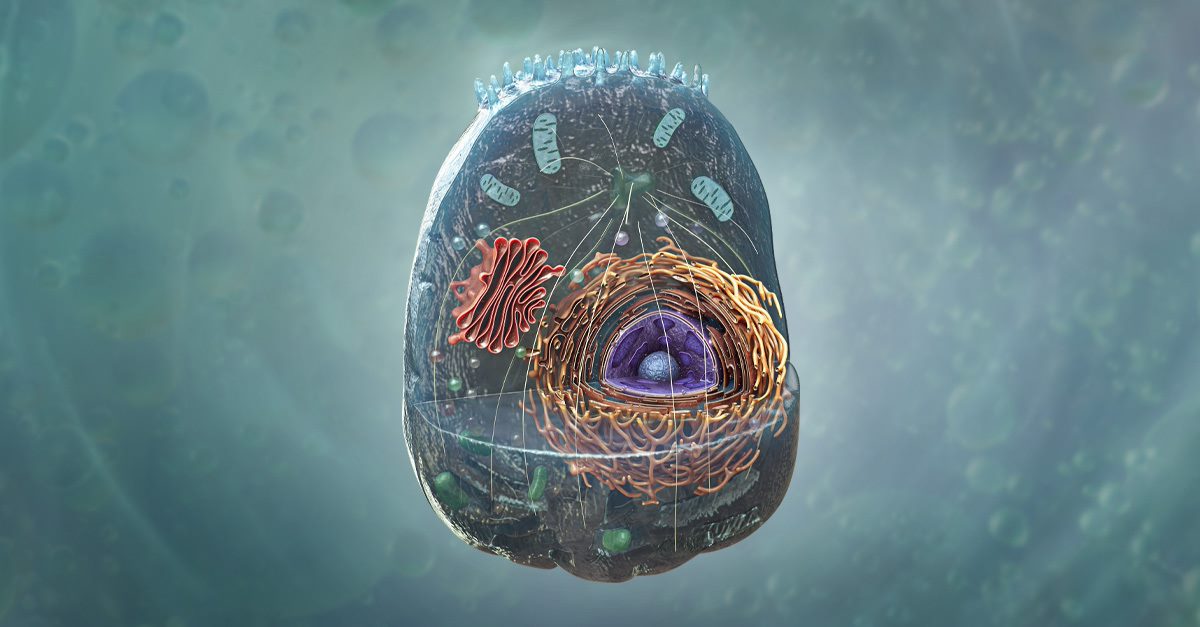 NEW: Detailed Model of Eukaryotic Cell