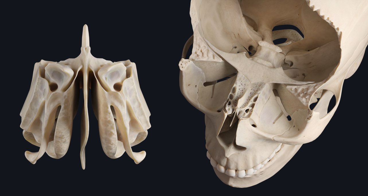Sneak peek from our Head & Neck update: The ethmoid bone