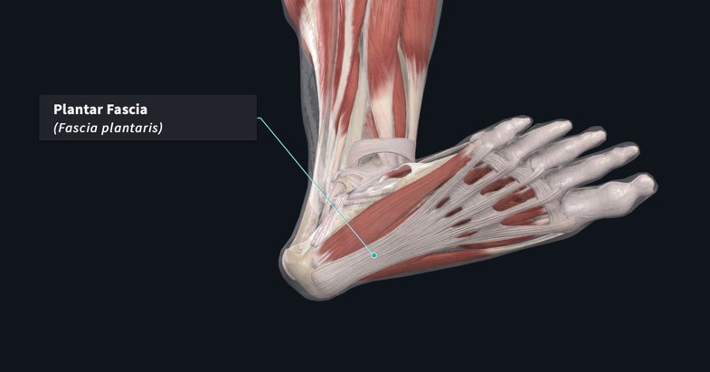 Plantar fascia