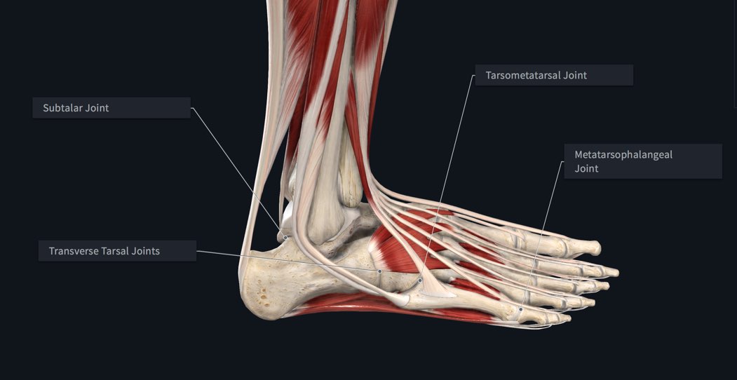 Joints of the foot