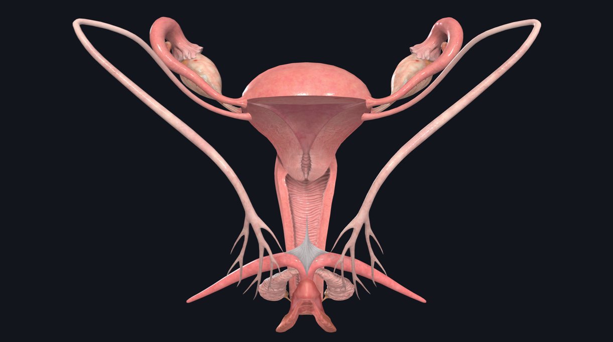 Organs of the female reproductive system including the ovaries, uterine tubes, uterus, and vagina with some external structures removed