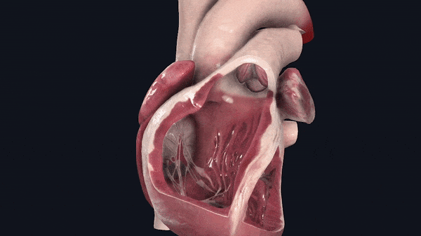 Rotating view of the heart, heart valves, semilunar valves and heart chambers