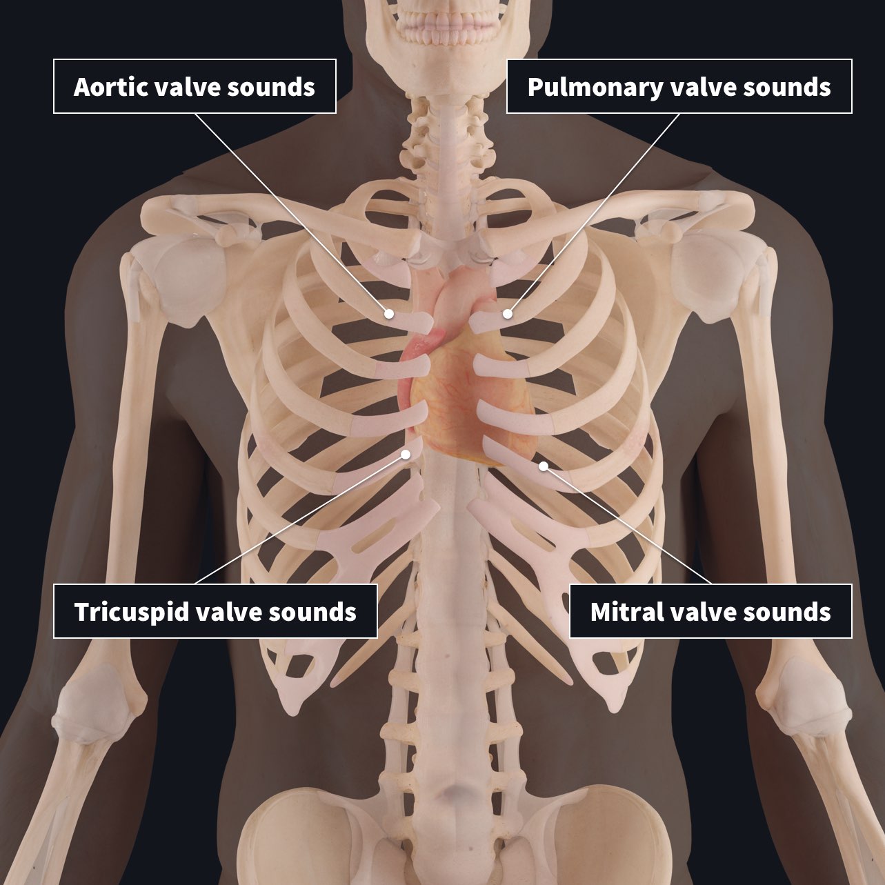Auscultation points of the heart for listening to heart sounds