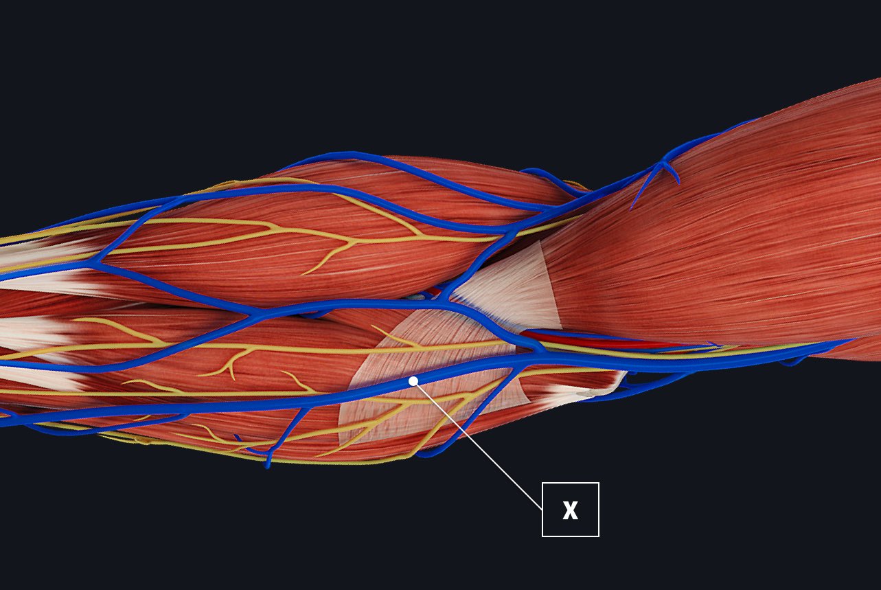 antecubital fossa