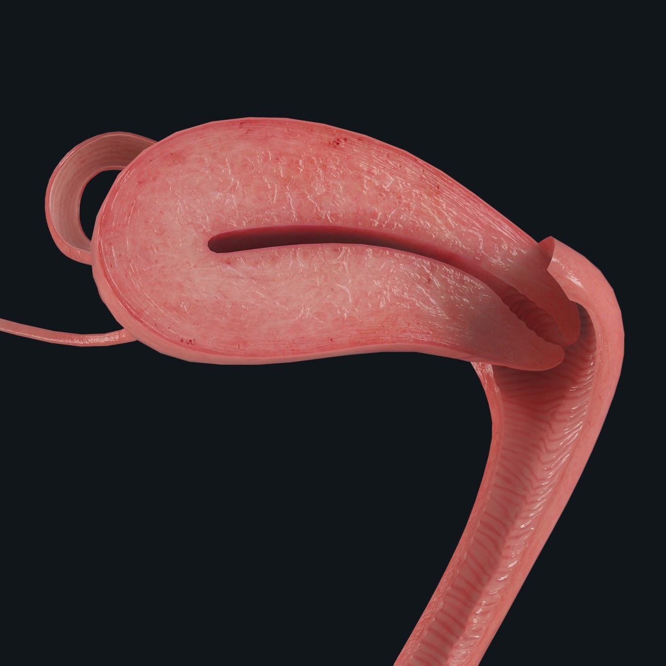 The uterus, part of the female pelvic prosection in Complete Anatomy