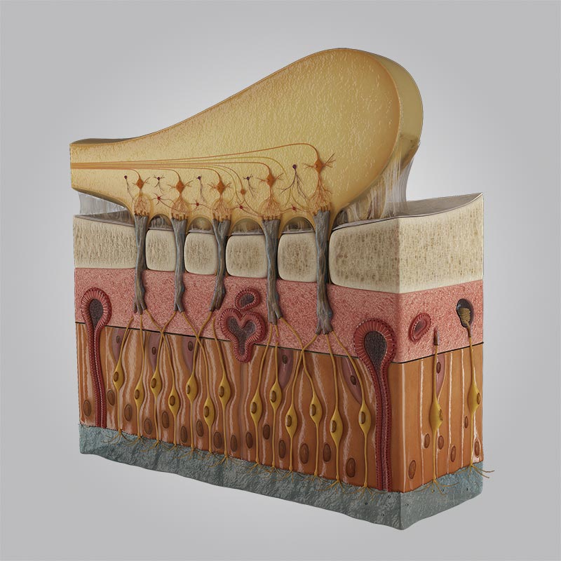 exclusive-sneak-peek-of-the-olfactory-bulb-microanatomy-model