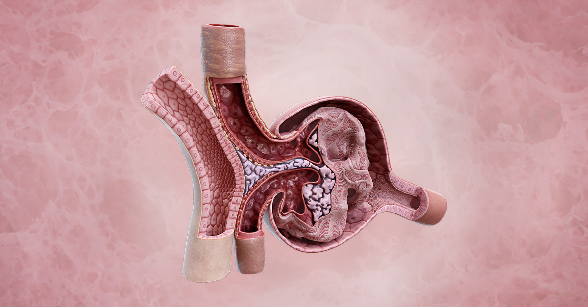 NEW: Detailed Model of Renal Corpuscle  