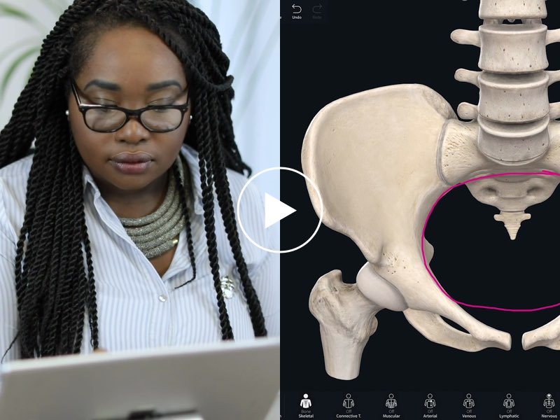 Differences Between the Male and Female Bony Pelvises | Anatomy Slices
