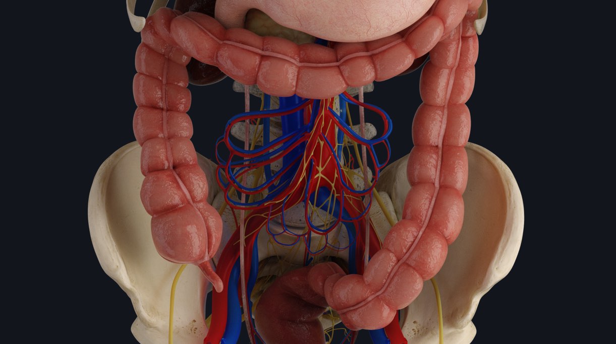 The large intestine and where it is positioned relative to the pelvic region of the skeletal system