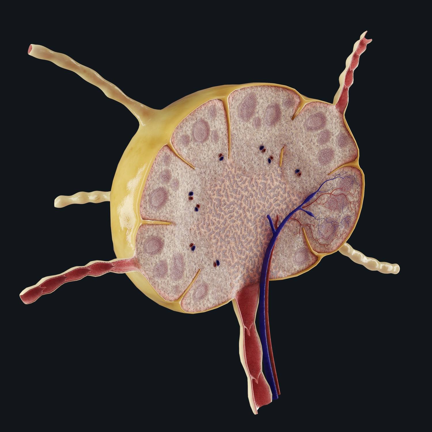 The Lymphatic System | Anatomy Snippets