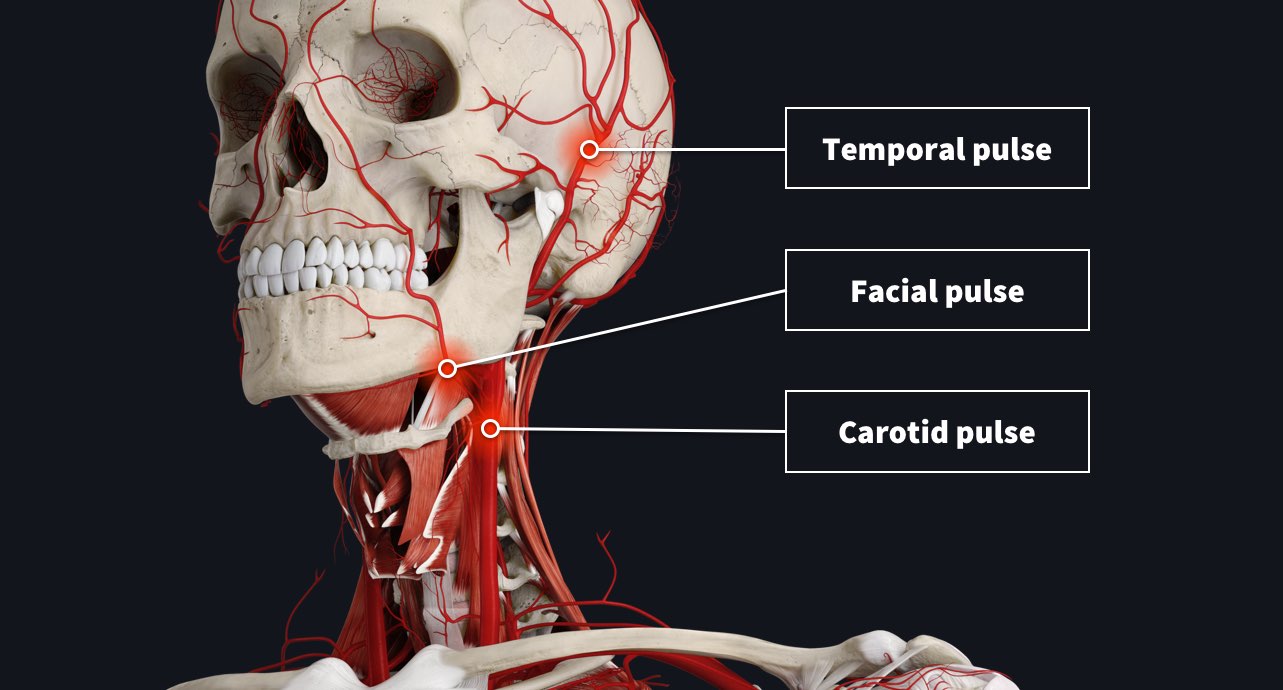 the-anatomy-of-your-pulse-complete-anatomy