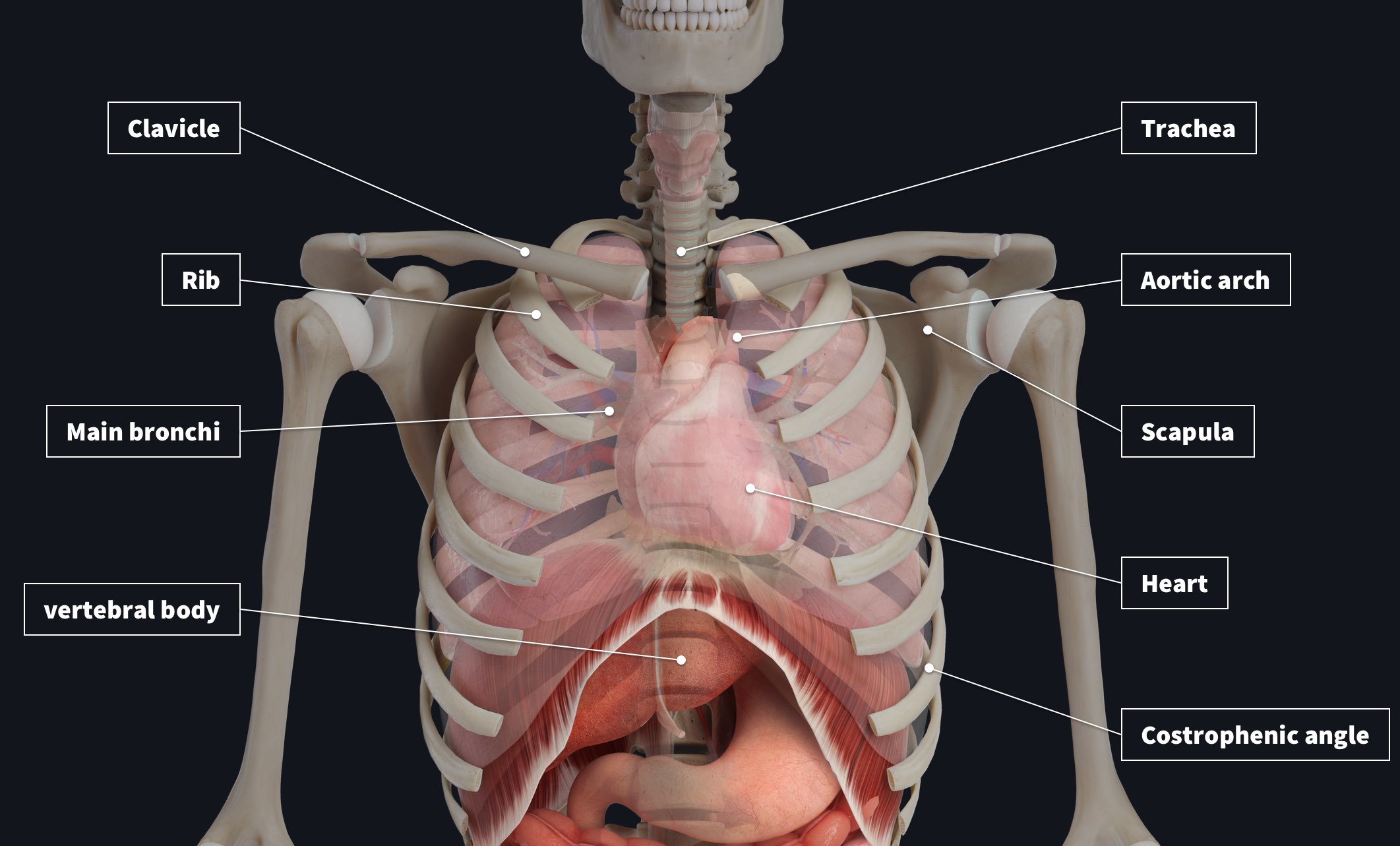 Radiograph