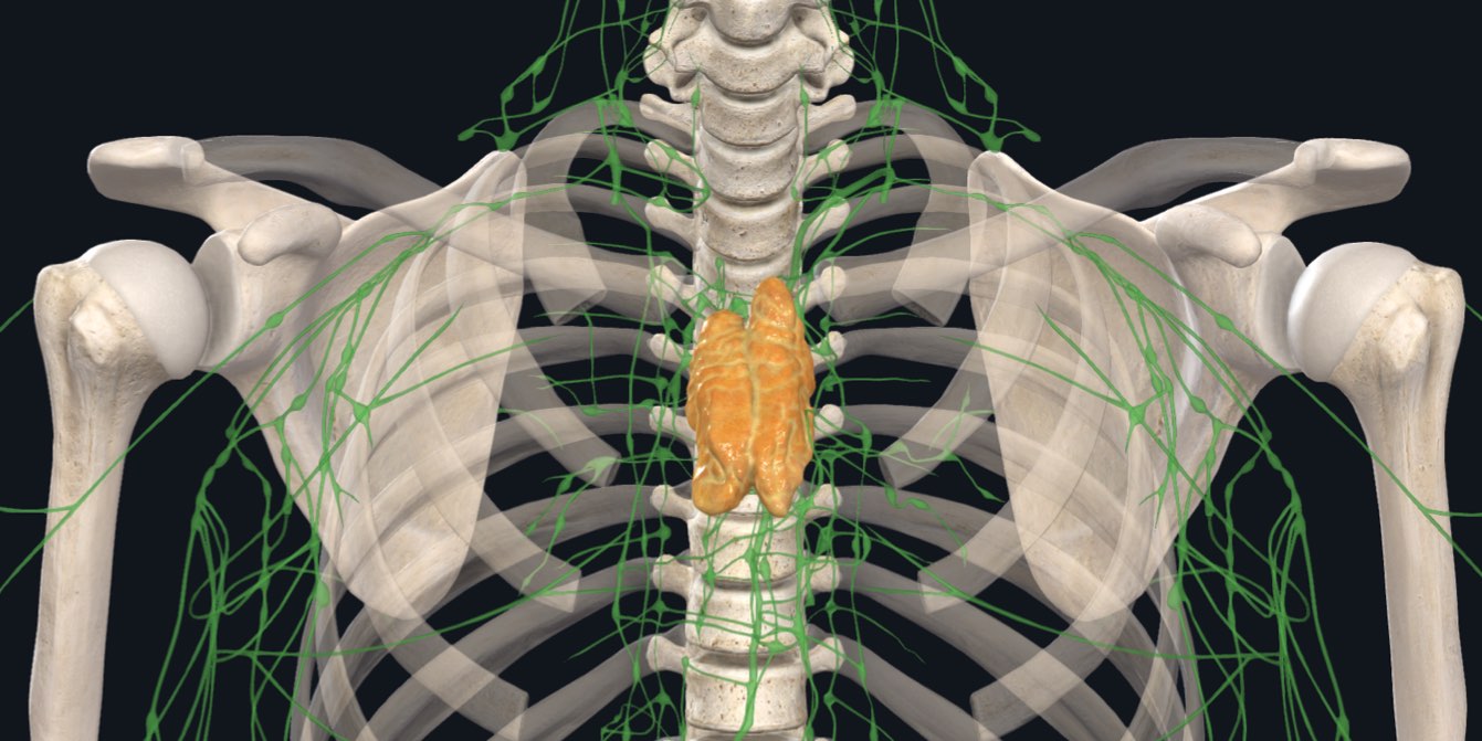 The Mysterious Thymus Gland