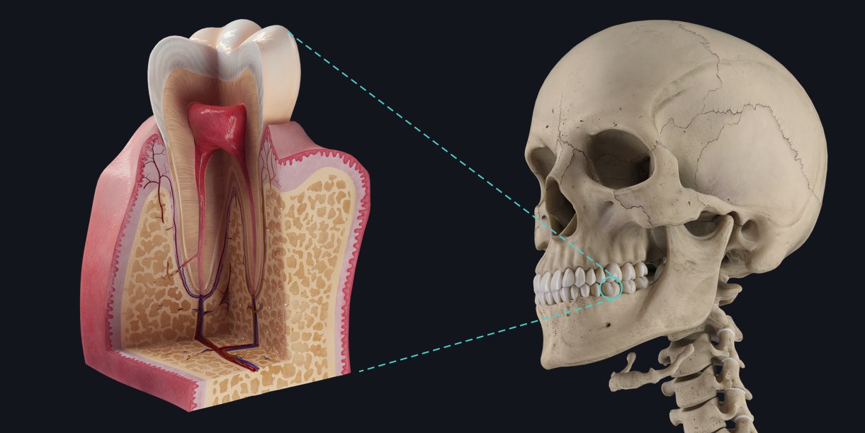The major tissues of the tooth | Anatomy snippets