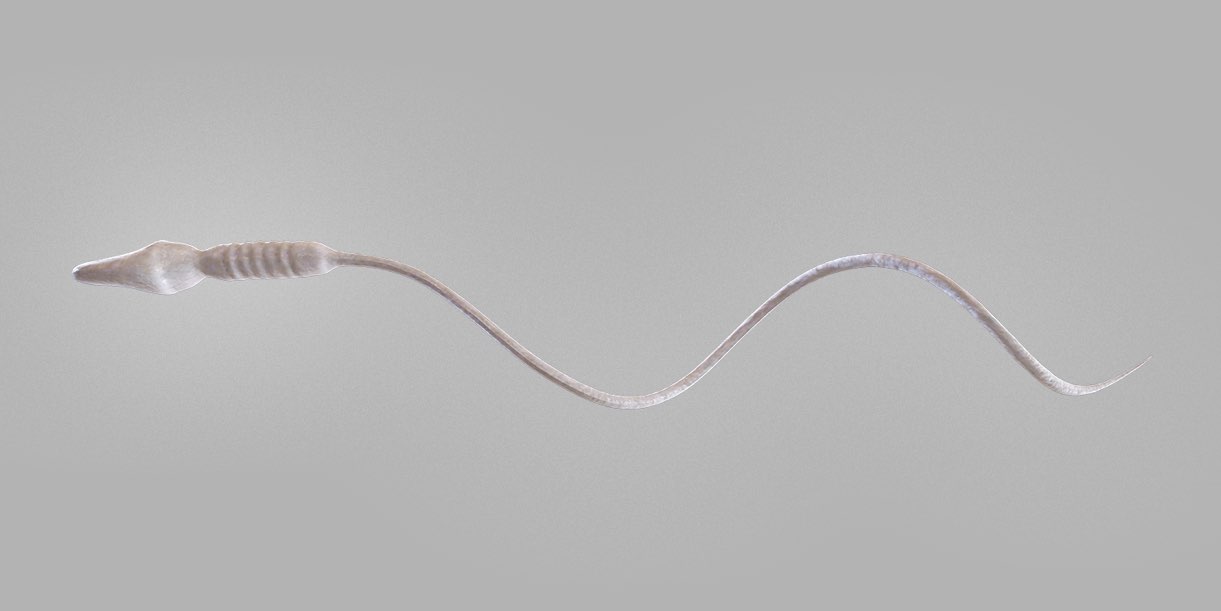 Sperm Cell