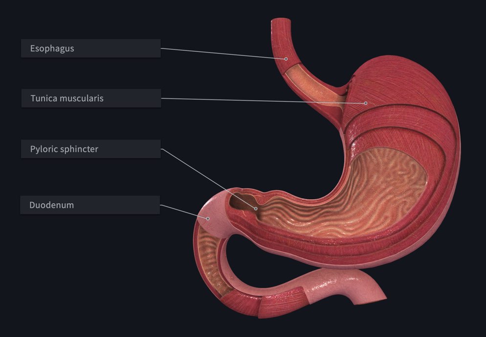 The Journey Of Food In The Stomach Anatomy Snippets Complete Anatomy   Stomach Labelled 