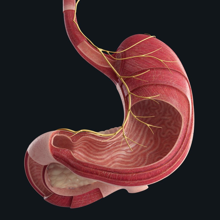 The Journey of Food in the Stomach | Anatomy Snippets