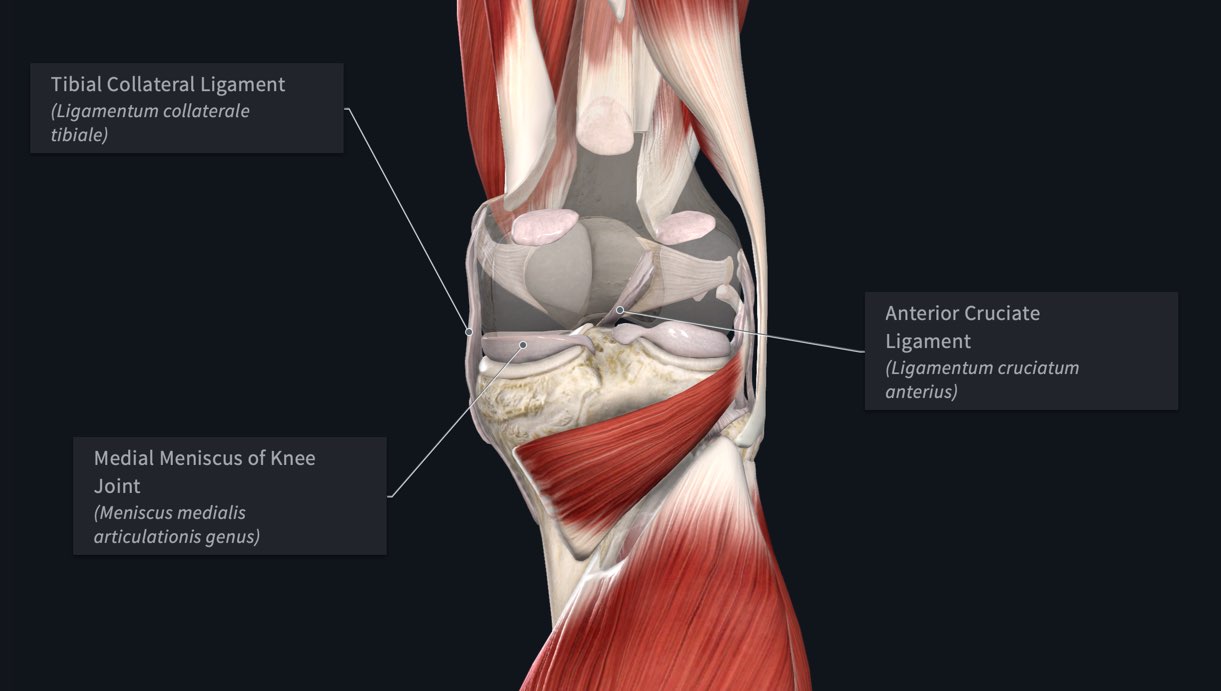 Knee anatomy with ACL, MCL and meniscus labelled