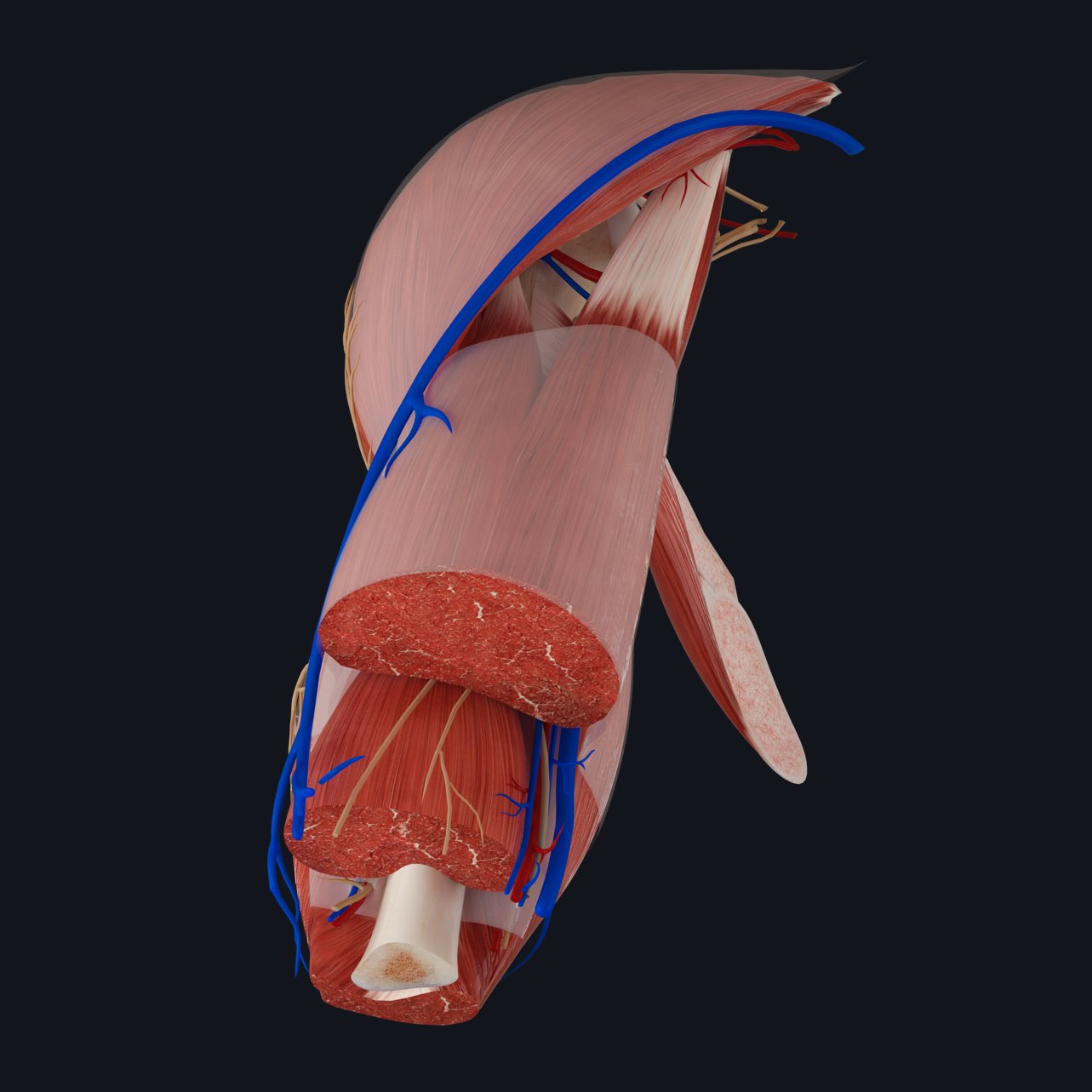 Cut view of the arm showing the muscles, nerve supply and arterial supply of the anterior and posterior compartments of the upper arm