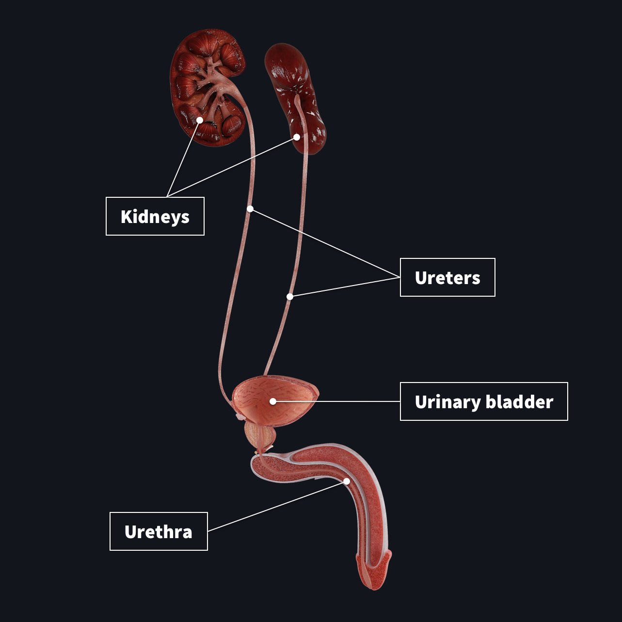 The male urinary system with Kidneys, ureters, urinary bladder and urethrea labelled
