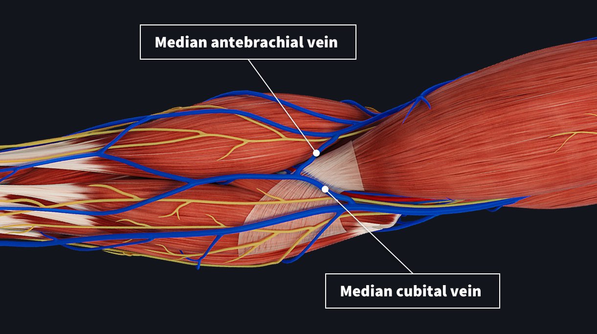 The anatomy of venipuncture Complete Anatomy