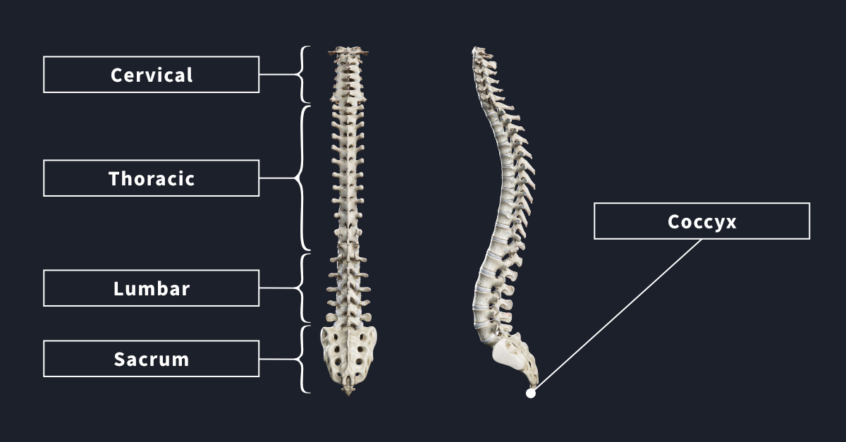 The Vertebral Column