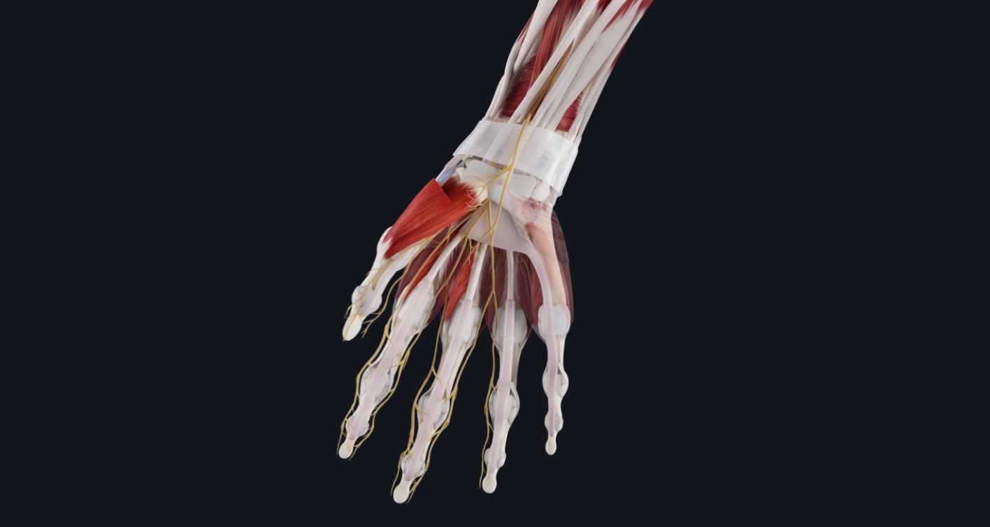 Structures of the carpal tunnel showing the cause of carpal tunnel syndrome due to nerve compression