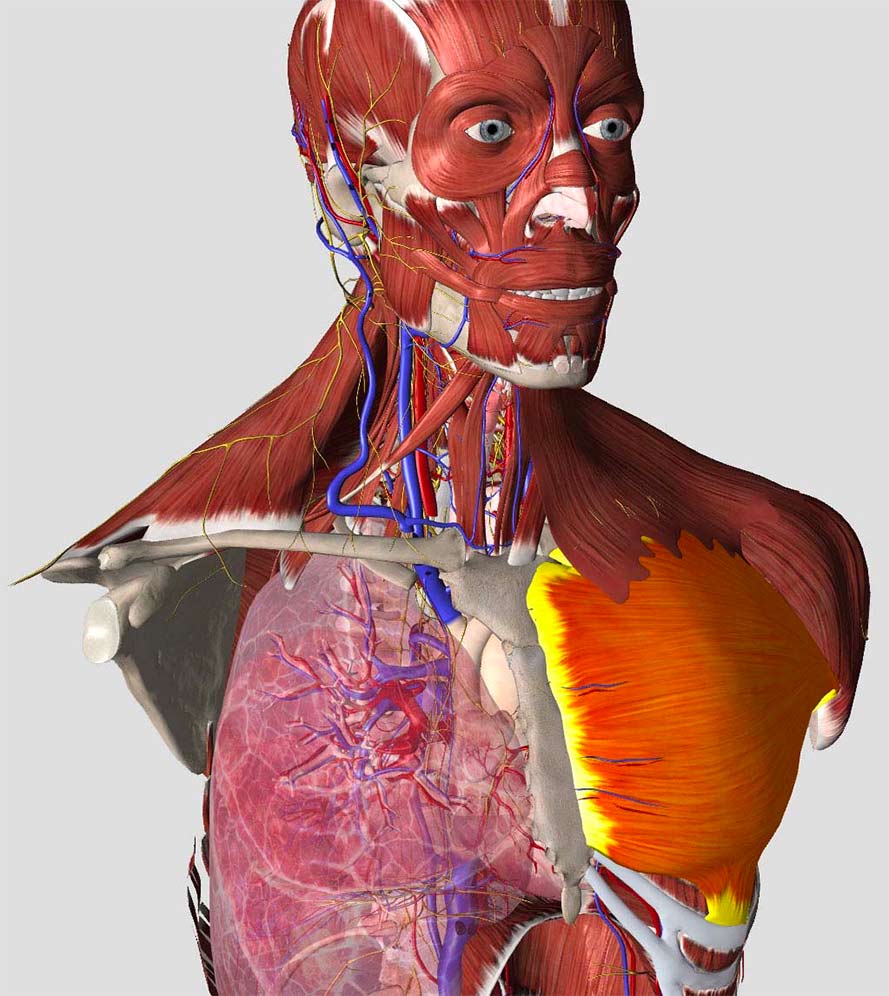essential anatomy 5 systems