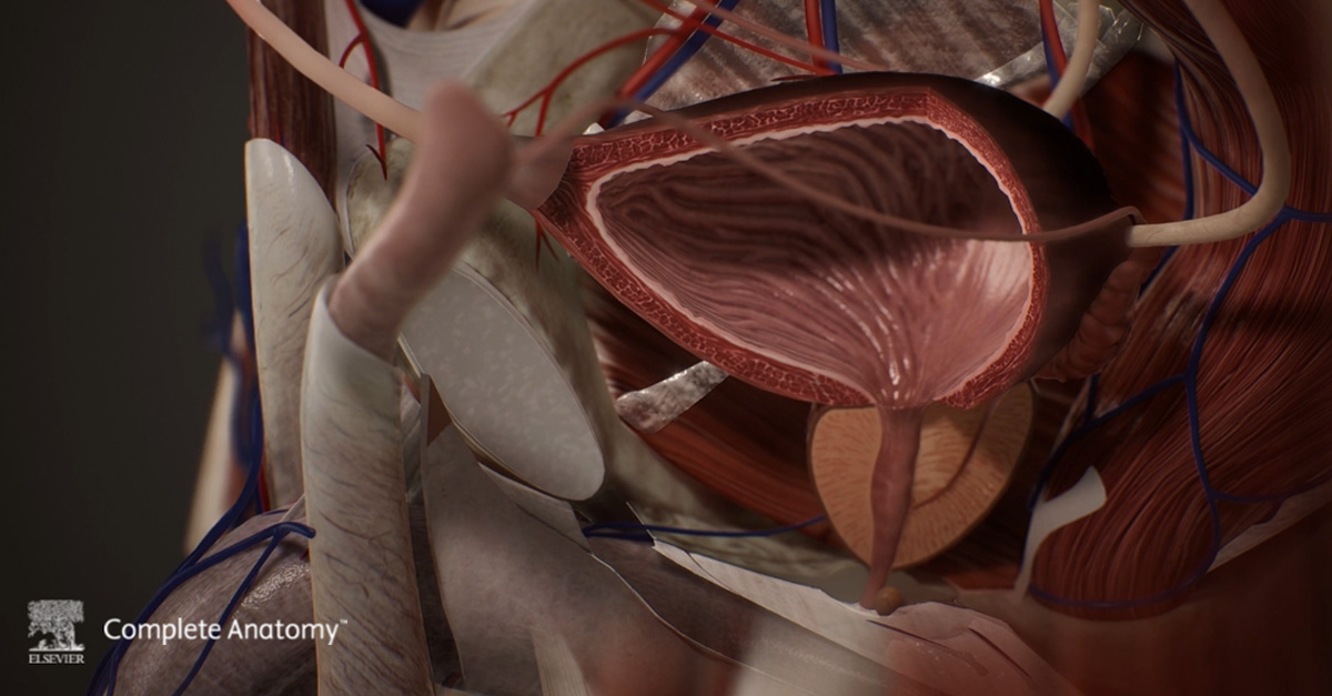 new Male Pelvis features coming to Complete Anatomy