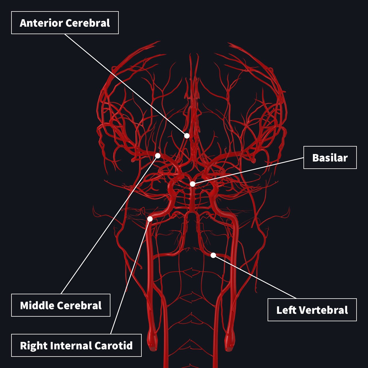 Blood Supply To The Brain | Complete Anatomy