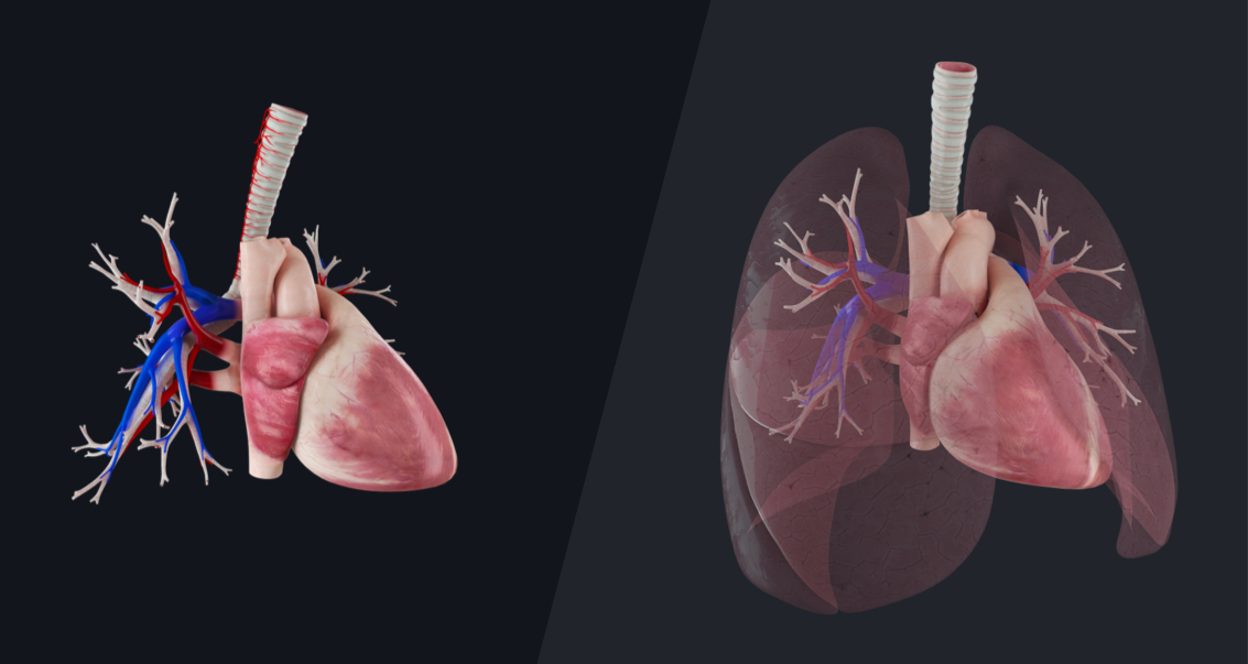 Heart and lungs showing blood supply to the lungs