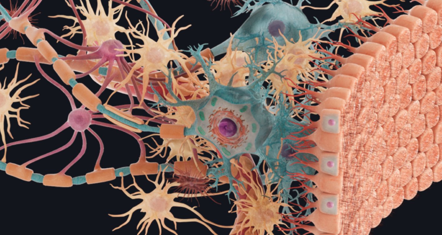 PREVIEW: Cells of Nervous Tissue