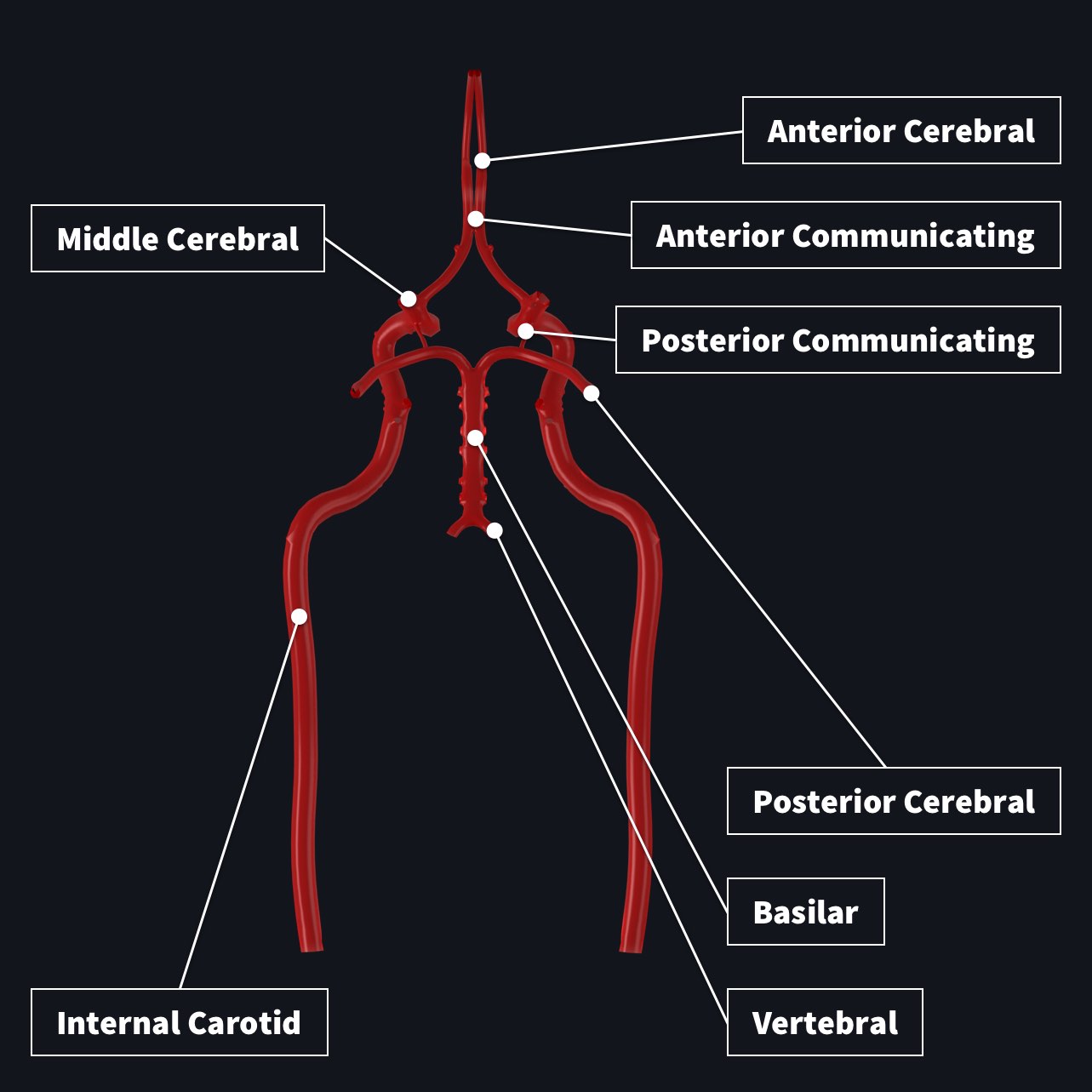 Blood supply to the brain | Complete Anatomy